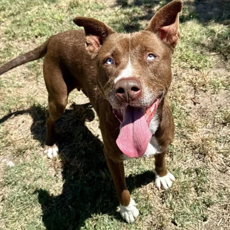 A young medium-sized female Siberian Husky dog named BeLLa for adoption in Carlsbad, CA