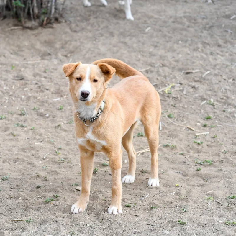 An adult medium-sized female White / Cream Retriever dog named Gemma for adoption in Fort Collins, CO