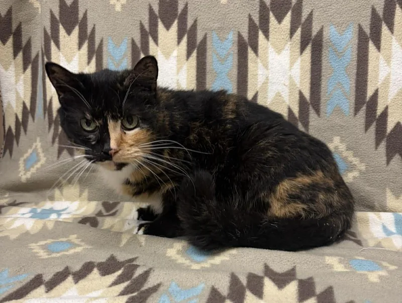 Half N Half thumbnail 2