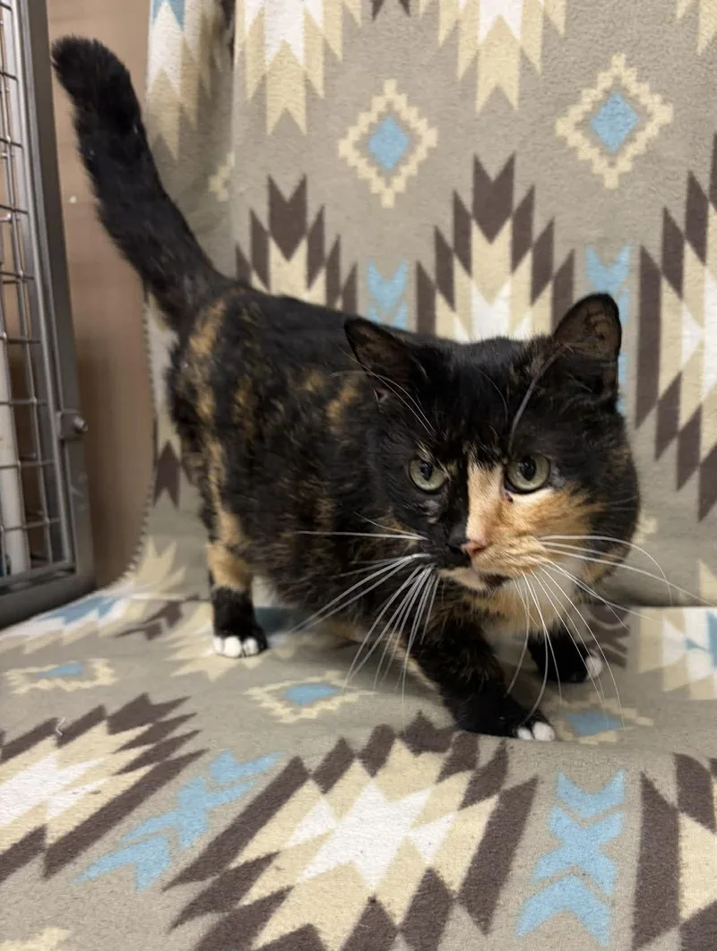 A senior medium-sized female Tortoiseshell Domestic Short Hair cat named Half N Half for adoption in Maryville, MO