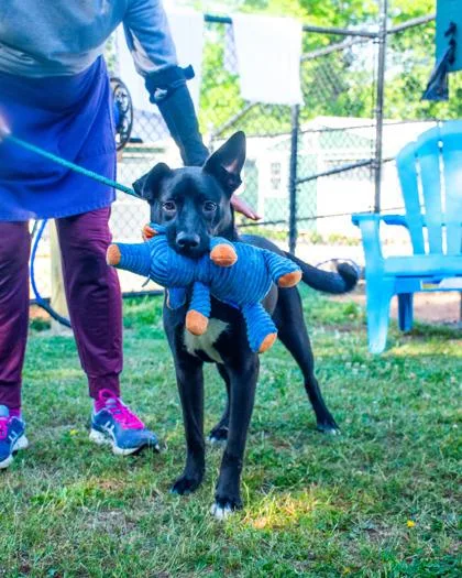 A young large-sized female Mixed Breed dog named Bermuda for adoption in Chamblee, GA