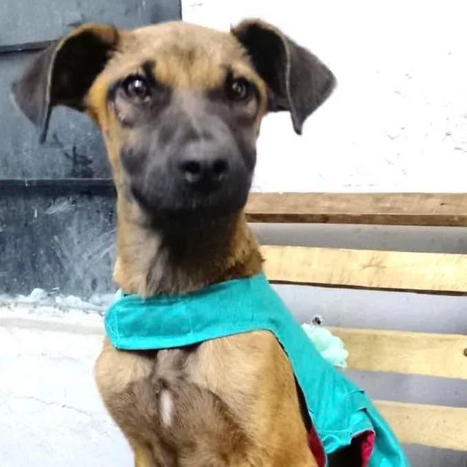 A young medium-sized female Mixed Breed dog named Zella for adoption in Plainfield, IL
