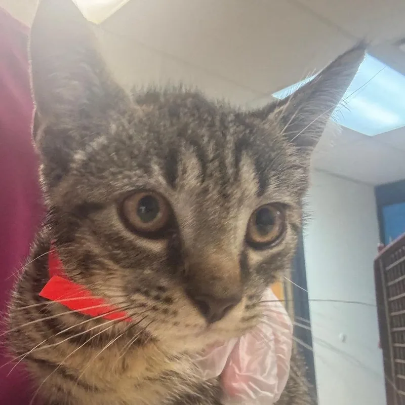 A baby small-sized male Brown / Chocolate Domestic Short Hair cat named Felix The Cat for adoption in Newark, NJ
