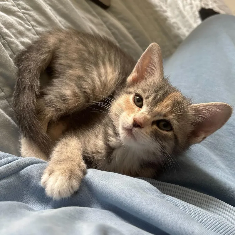 A baby small-sized female Calico Domestic Short Hair cat named Egg Festival for adoption in Wilmington, DE