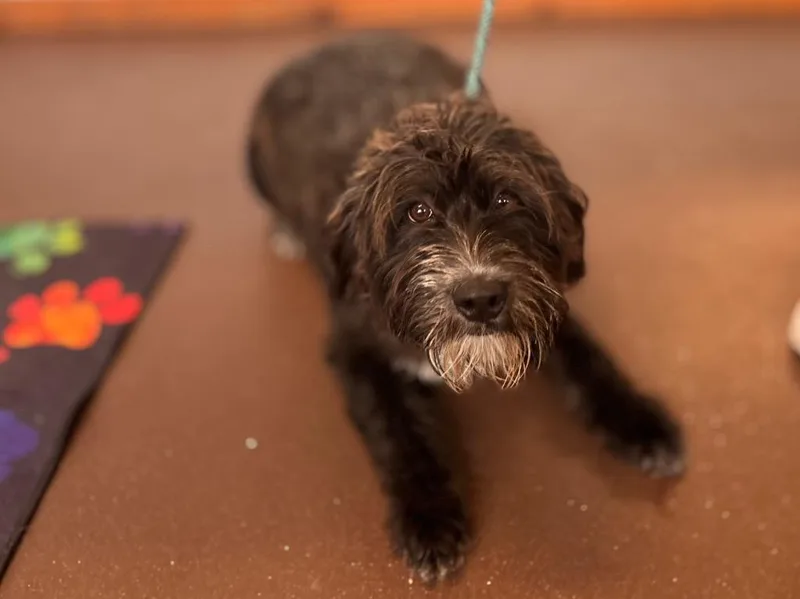 A baby medium-sized male Schnauzer dog named Megee for adoption in Port Jervis, NY