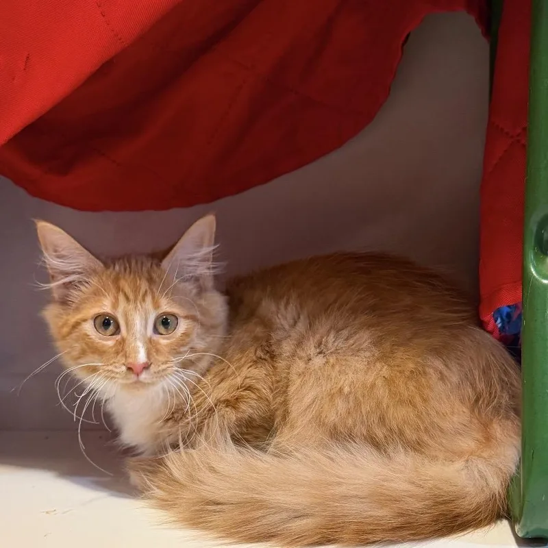 A baby small-sized female Orange / Red Domestic Long Hair cat named Heli for adoption in Fredericksburg, VA