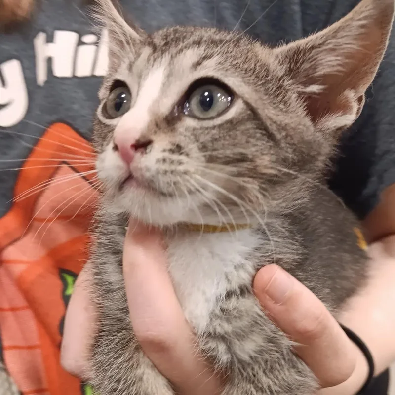 A baby small-sized female Gray / Blue / Silver Domestic Short Hair cat named Bishop for adoption in Melrose, FL