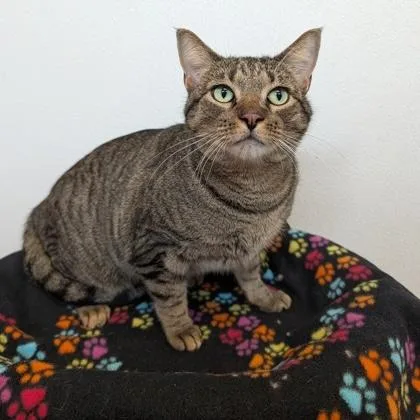 A senior large-sized male Tabby (Brown / Chocolate) Domestic Short Hair cat named Mahto for adoption in Rochester, MN