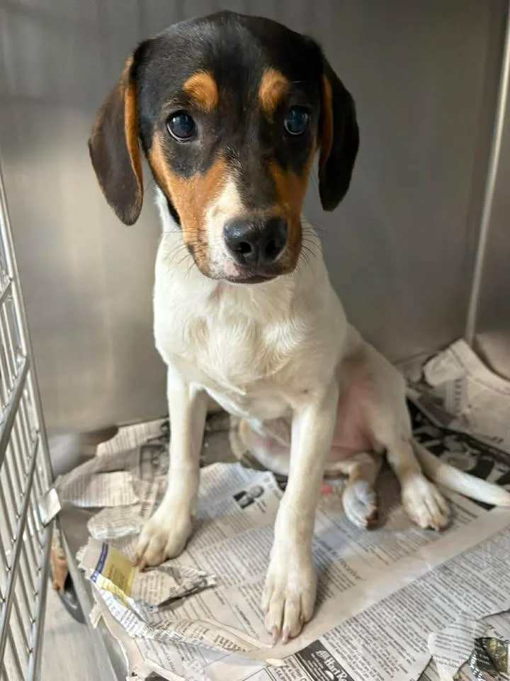 A baby medium-sized female Hound dog named Dolly for adoption in Lavonia, GA