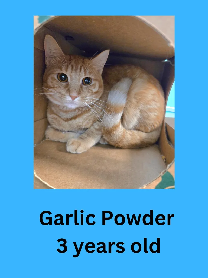 Garlic Powder
