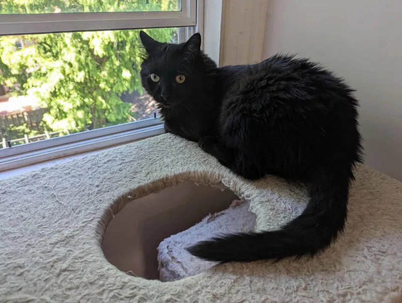 An adult medium-sized male Domestic Long Hair cat named Picasso for adoption in North Bergen, NJ