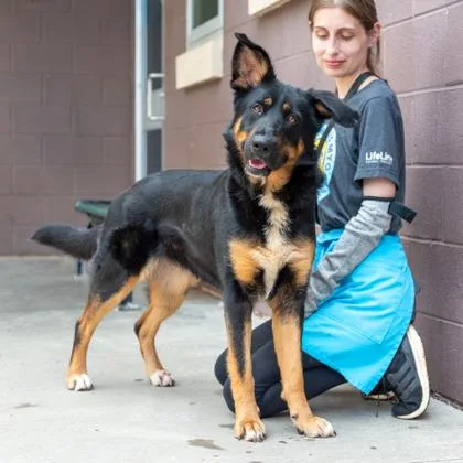 An adult large-sized female Mixed Breed dog named Soup for adoption in Chamblee, GA