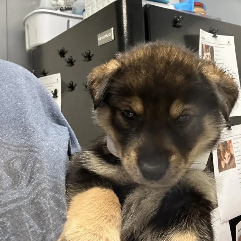 A baby small-sized male Black Husky dog named Westyn for adoption in Birmingham, AL