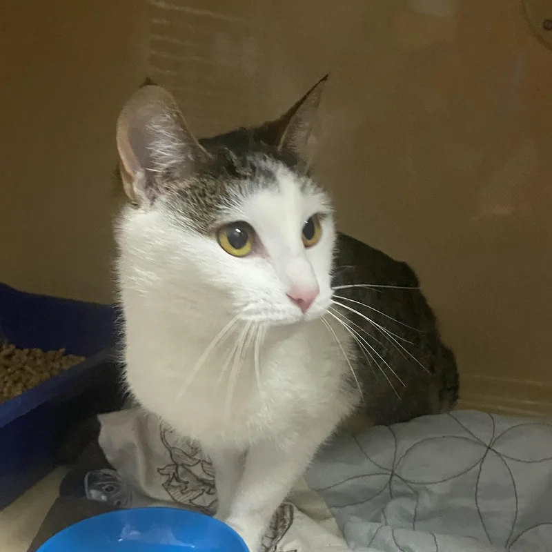 Sweet Potato thumbnail 2