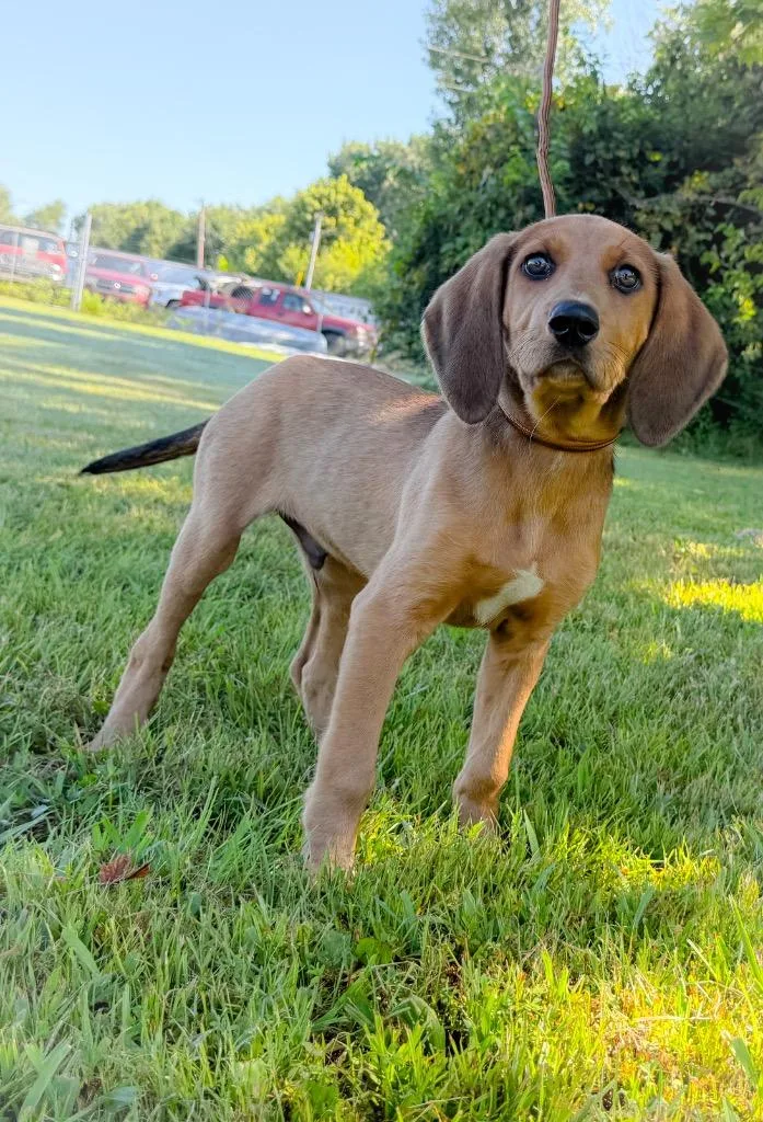 A baby medium-sized male Mixed Breed dog named Spinach for adoption in Murray, KY