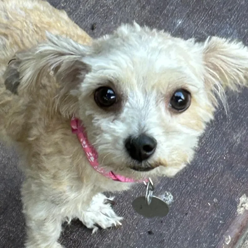 An adult small-sized female White / Cream Maltese dog named Hazel Marie for adoption in Houston, TX