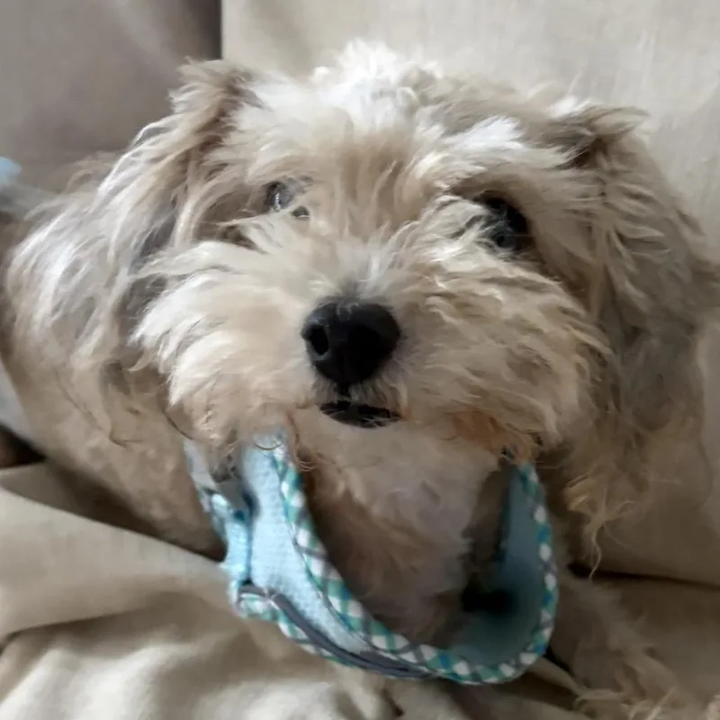 Hazel Marie thumbnail 3