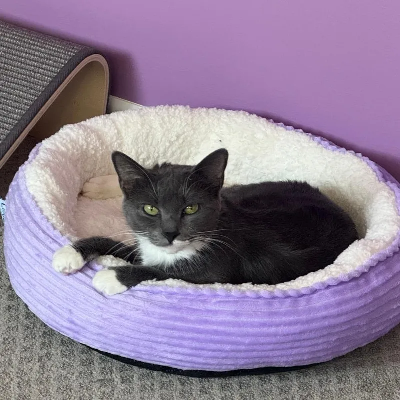 An adult medium-sized female Gray / Blue / Silver Domestic Short Hair cat named Luna for adoption in Springfield, MA