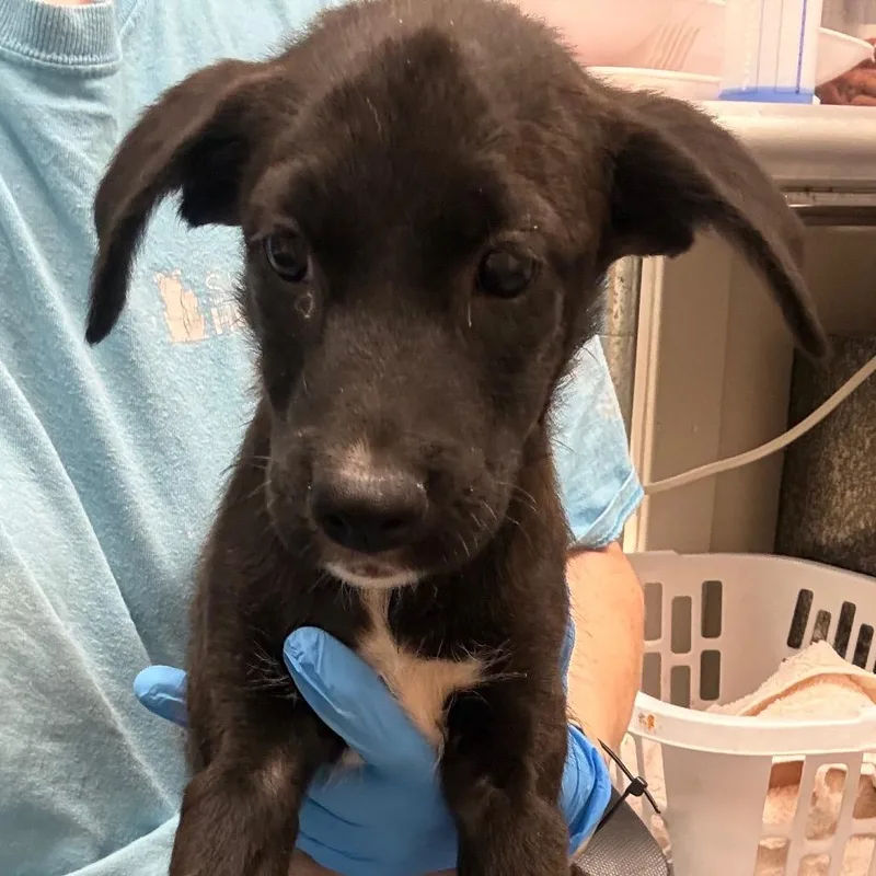 A baby medium-sized female Black Mixed Breed dog named Stella for adoption in Columbiana, AL