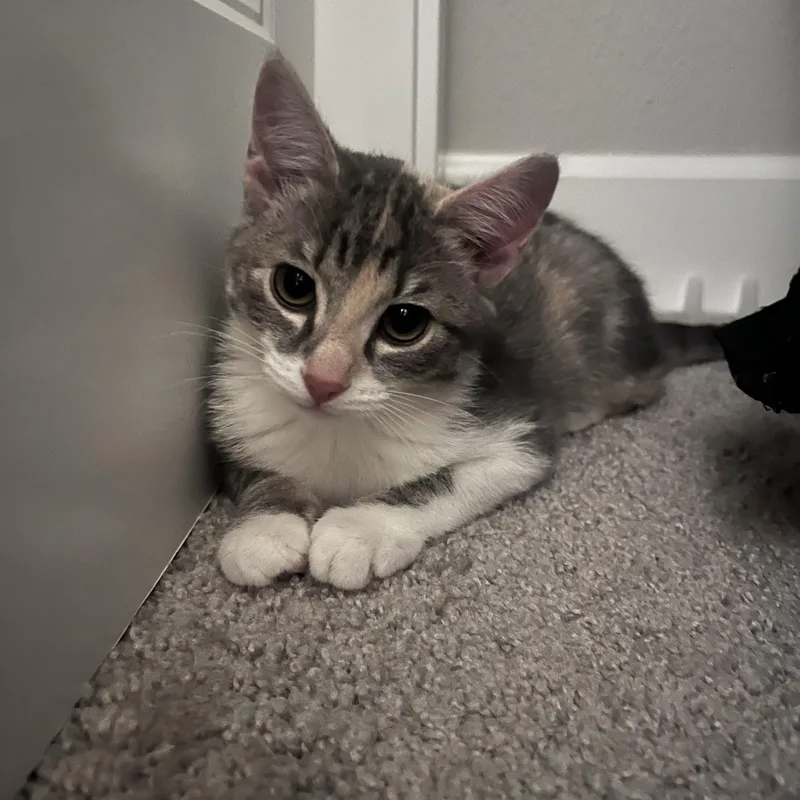 A baby medium-sized female Dilute Calico cat named Amelia for adoption in Hillsboro, OR