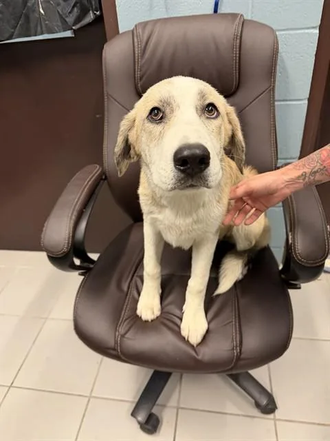 A baby small-sized male Anatolian Shepherd dog named Rhambo for adoption in Corpus Christi, TX