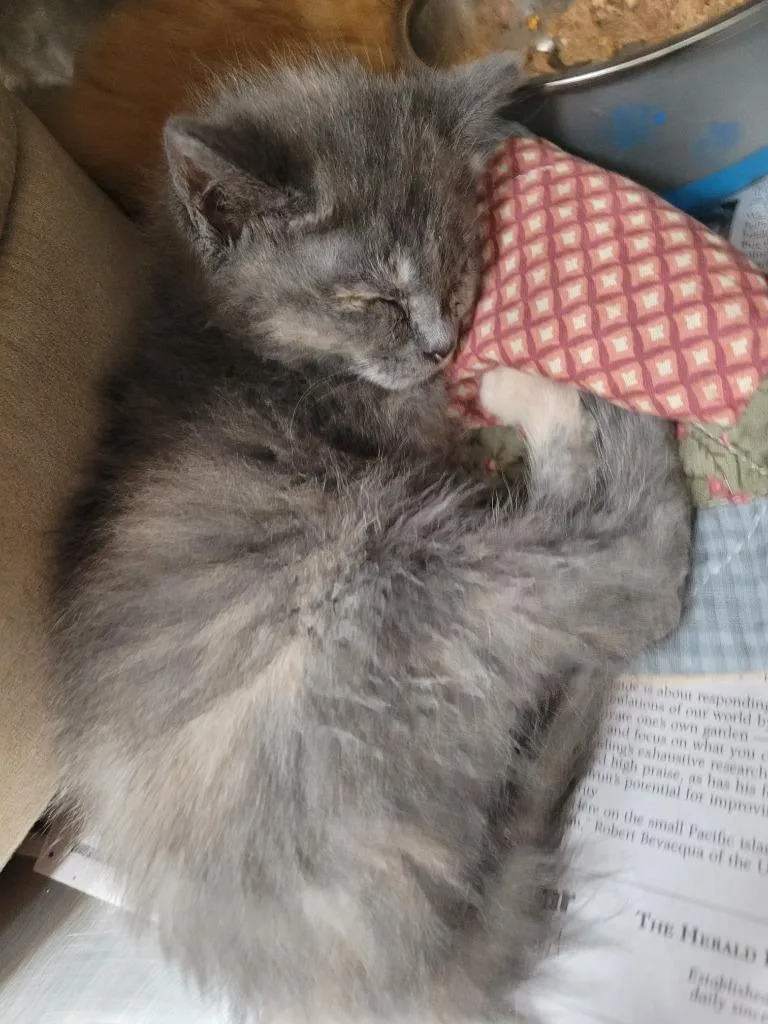 A baby small-sized female Domestic Short Hair cat named Mira for adoption in Angola, IN