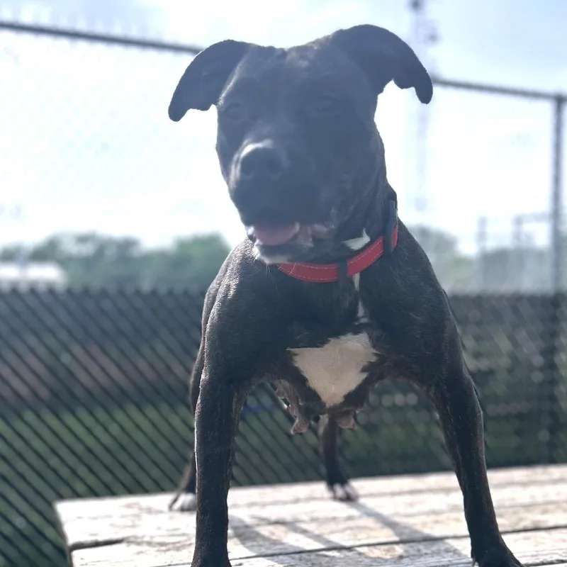 Bailey thumbnail 2
