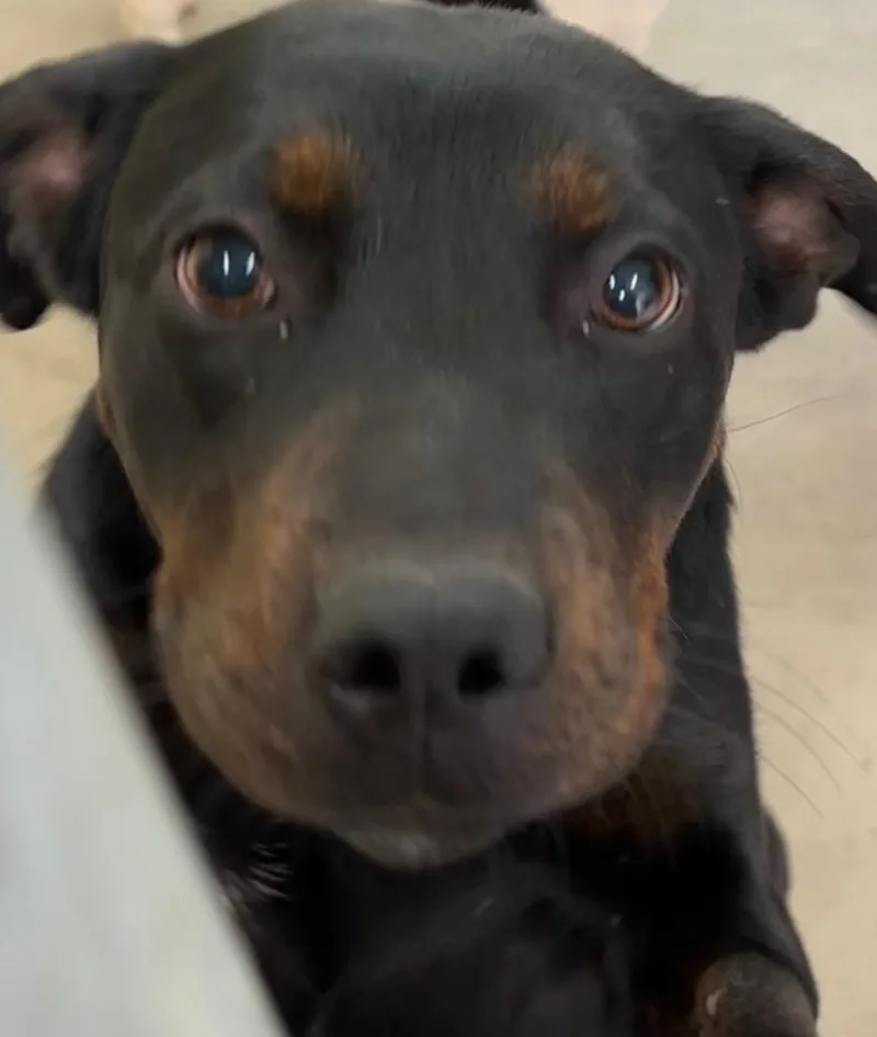 A baby large-sized female Bernese Mountain Dog dog named Heidi for adoption in Elizabethton, TN