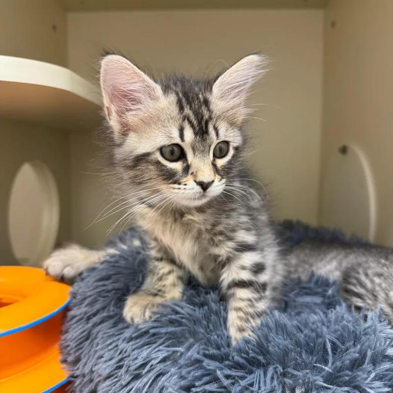 A baby small-sized female Brown / Chocolate Domestic Medium Hair cat named Pebbles for adoption in Bradenton, FL