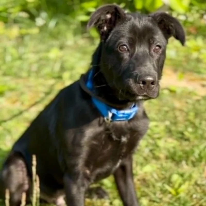 A baby medium-sized male Black Mixed Breed dog named Sonic for adoption in Washington Township, OH