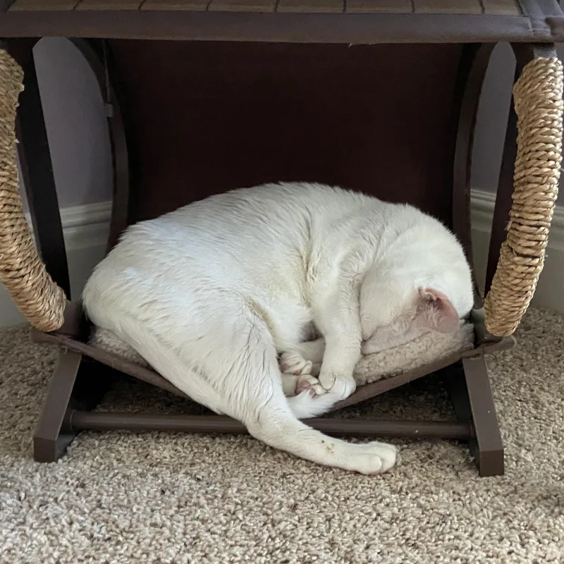 An adult large-sized female White American Shorthair cat named Princess for adoption in Shawnee, KS