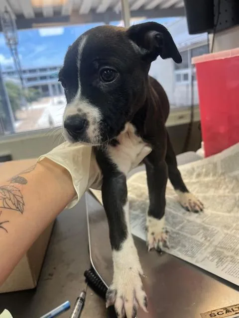 A baby small-sized female Mixed Breed dog named Gravy for adoption in Jacksonville, FL