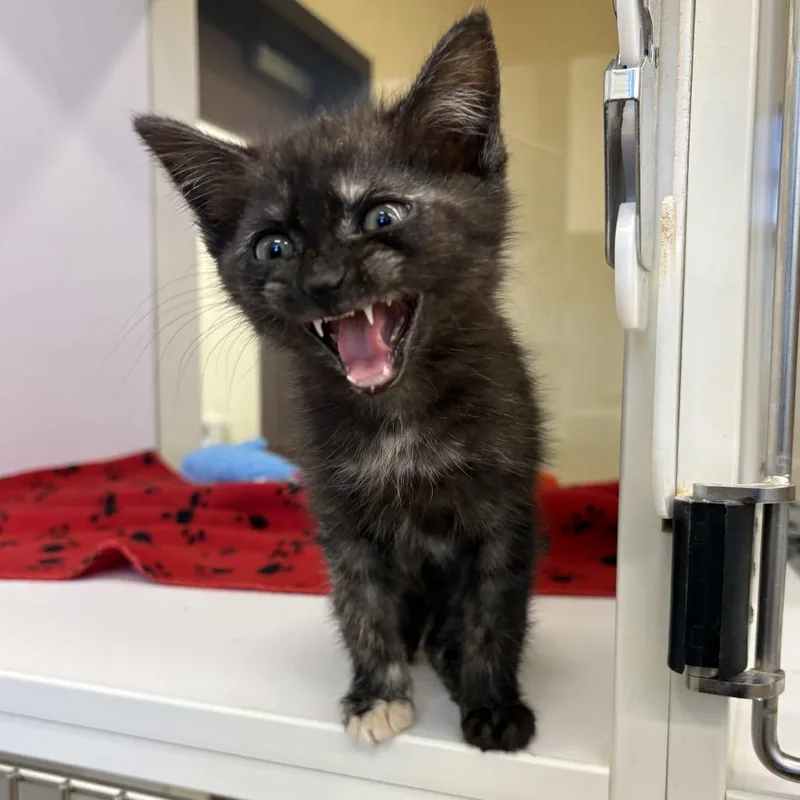 A baby small-sized female Tortoiseshell Domestic Medium Hair cat named Michonne for adoption in Beaumont, TX