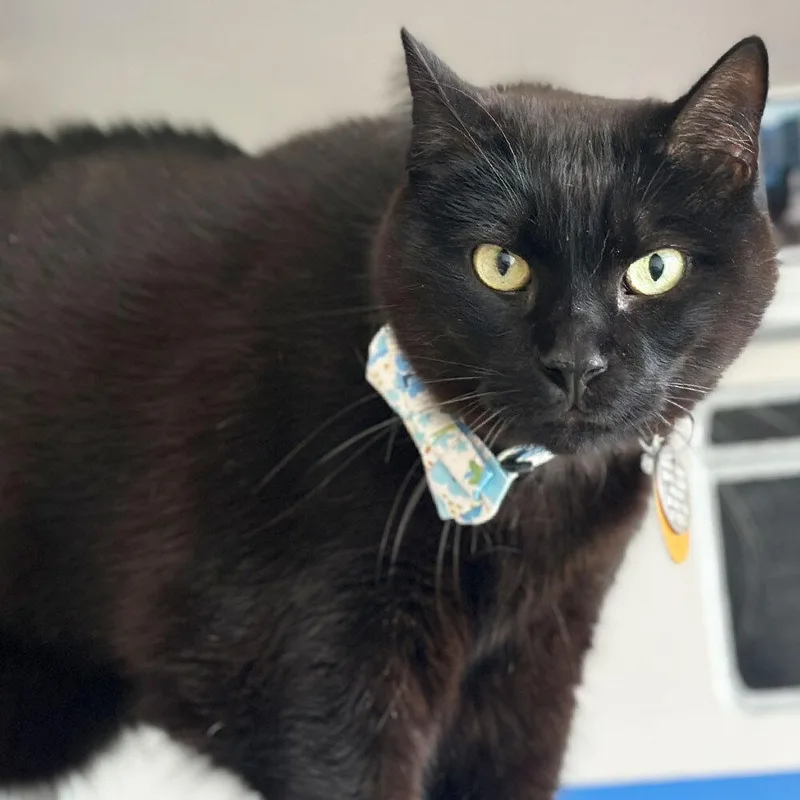 A senior small-sized male Domestic Short Hair cat named Drayk for adoption in Port Washington, NY