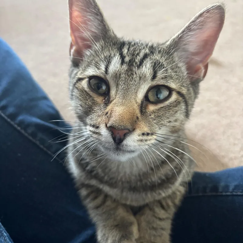 A young medium-sized female Tabby (Brown / Chocolate) Domestic Short Hair cat named Mac for adoption in Colonia, NJ