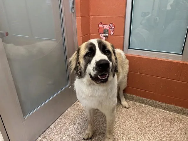 Appa