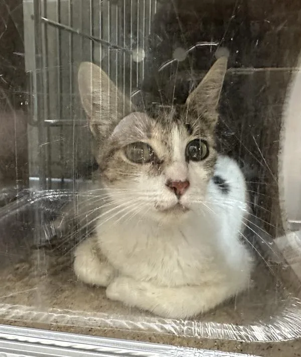 An adult small-sized female Domestic Short Hair cat named Nf for adoption in Lawrenceville, GA