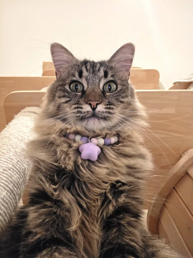 An adult large-sized female Tabby (Brown / Chocolate) Maine Coon cat named Carti for adoption in Orange, CA