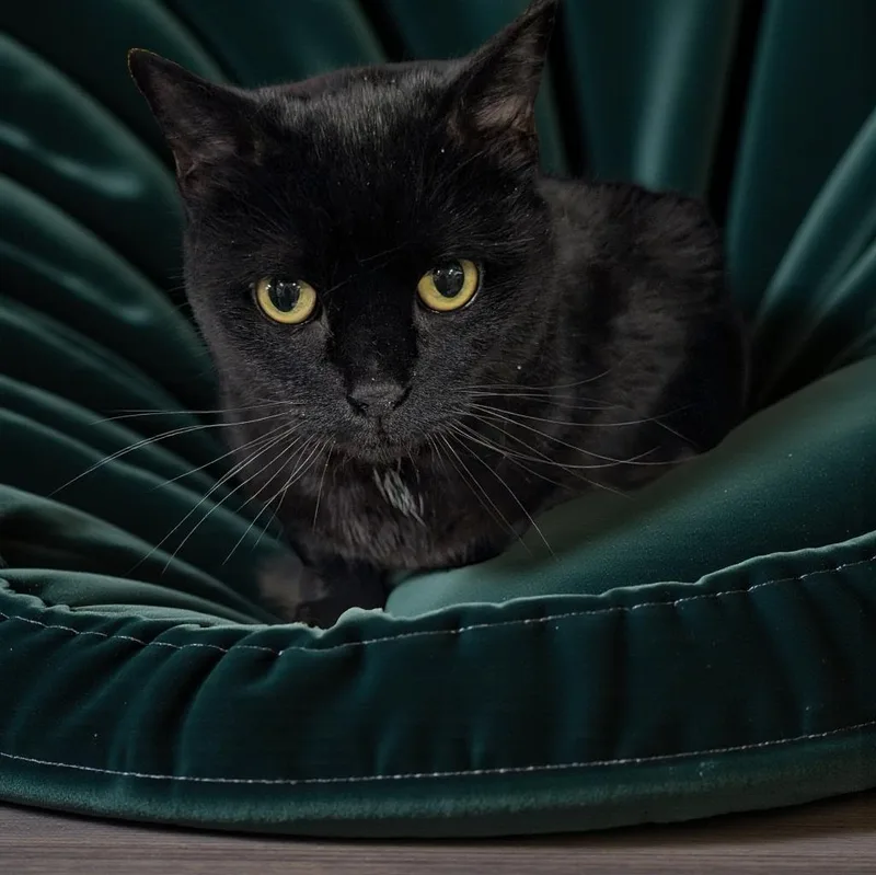 An adult large-sized female Black Domestic Short Hair cat named Kitters for adoption in Chuckey, TN