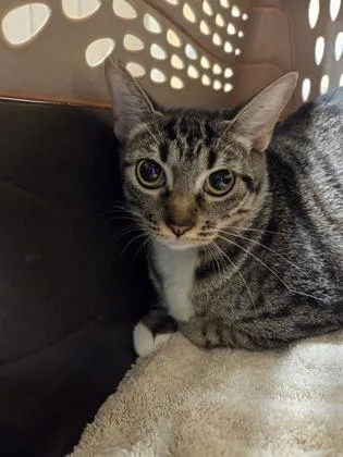 An adult small-sized female Domestic Short Hair cat named Smokey for adoption in Honolulu, HI