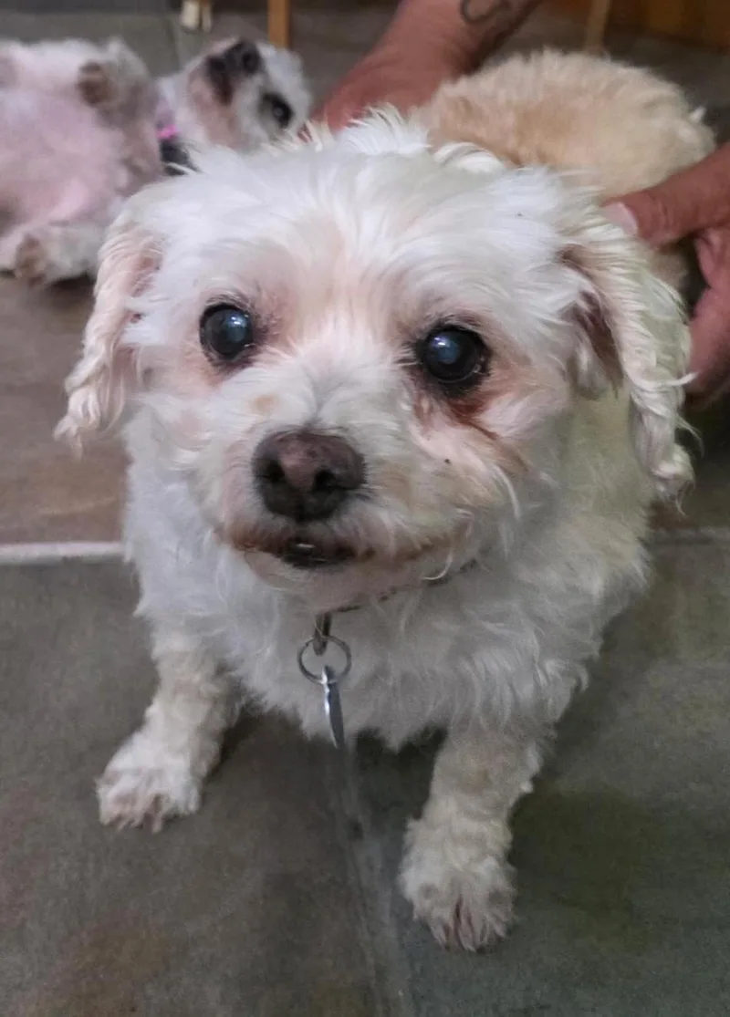 A senior small-sized male White / Cream Maltese dog named Butter for adoption in Studio City, CA