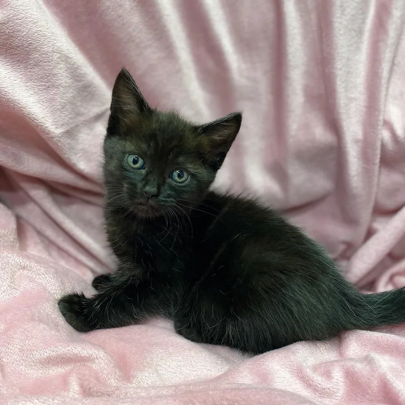 A baby small-sized female Black Domestic Short Hair cat named Tansy for adoption in Los Angeles, CA