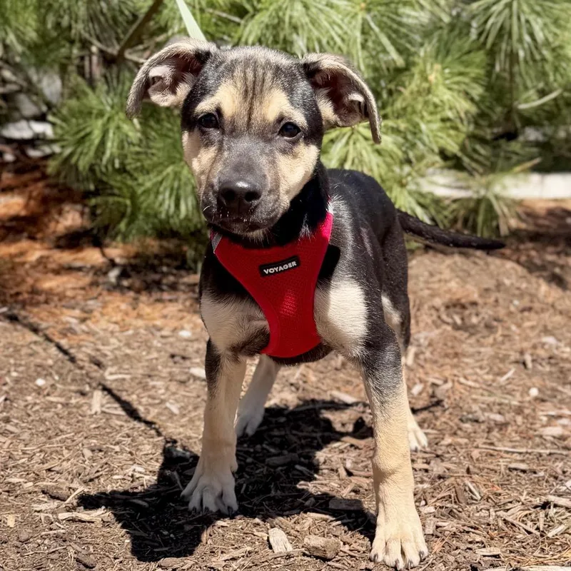 A baby medium-sized female Black German Shepherd Dog dog named Rose for adoption in East Hampton, NY