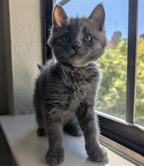 A baby small-sized female Domestic Medium Hair cat named Tamamo Cross for adoption in Santa Clara, CA