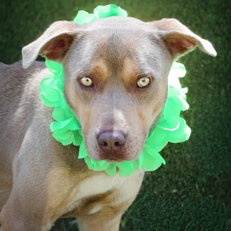 An adult medium-sized male Brown / Chocolate Mixed Breed dog named Benji for adoption in Lake Jackson, TX