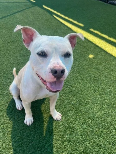 An adult large-sized female Mixed Breed dog named Lucy for adoption in Dallas, TX