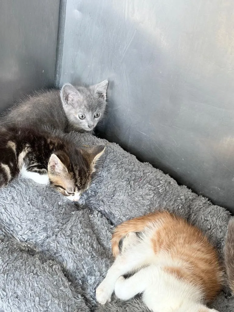 A baby small-sized male Domestic Short Hair cat named Miles for adoption in Pierceton, IN