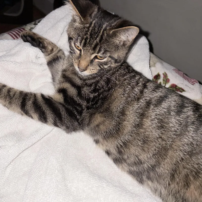 A baby small-sized male Tabby (Brown / Chocolate) Domestic Short Hair cat named Jerry for adoption in Greenwood, IN