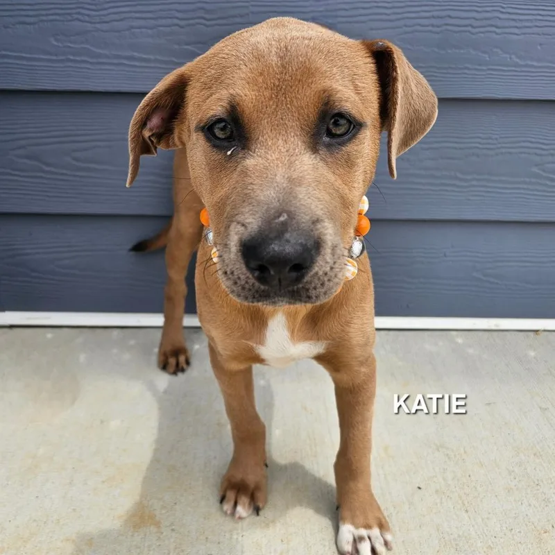A baby small-sized female Brown / Chocolate Black Labrador Retriever dog named Katie for adoption in Madisonville, TN