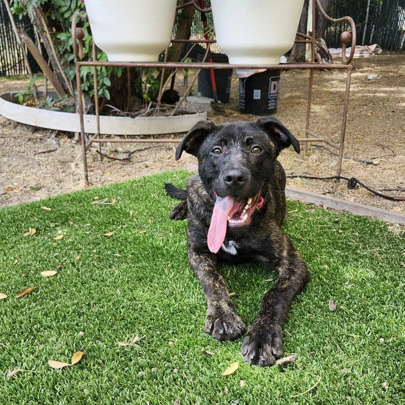A baby medium-sized female Black Dutch Shepherd dog named Ellen Woods for adoption in Burbank, CA